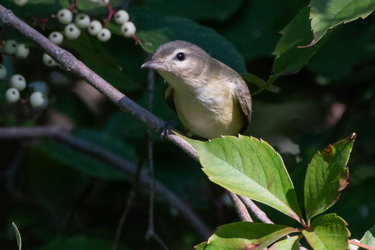 Warbling Vireo - ML643221931