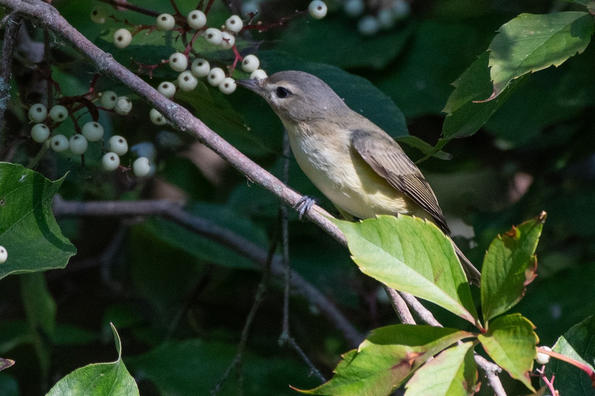 Warbling Vireo - ML643221932