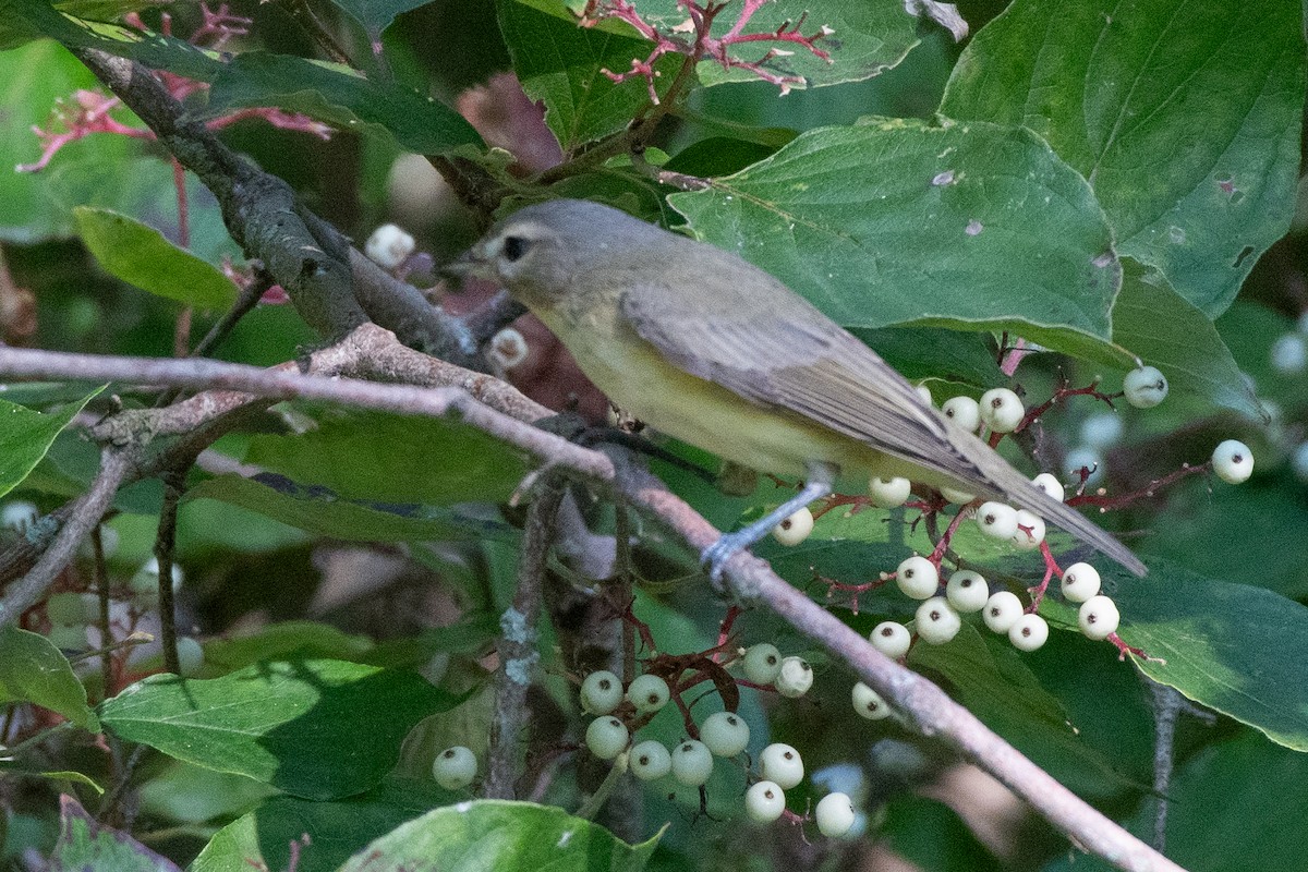 Warbling Vireo - ML643221933