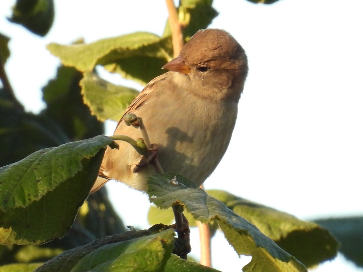 House Finch - ML643221934