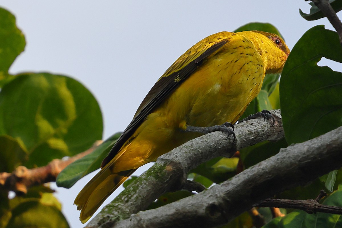 Black-naped Oriole - ML643221936