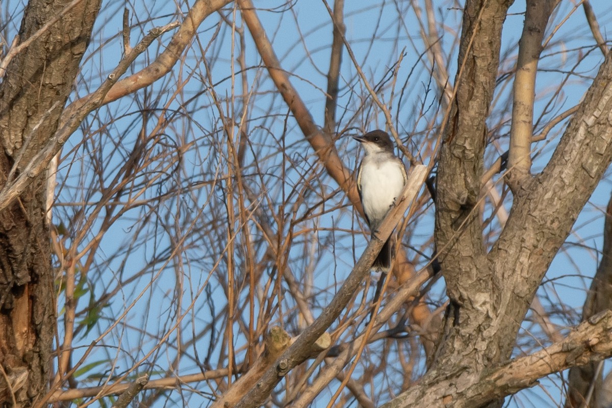 Eastern Kingbird - ML643221937