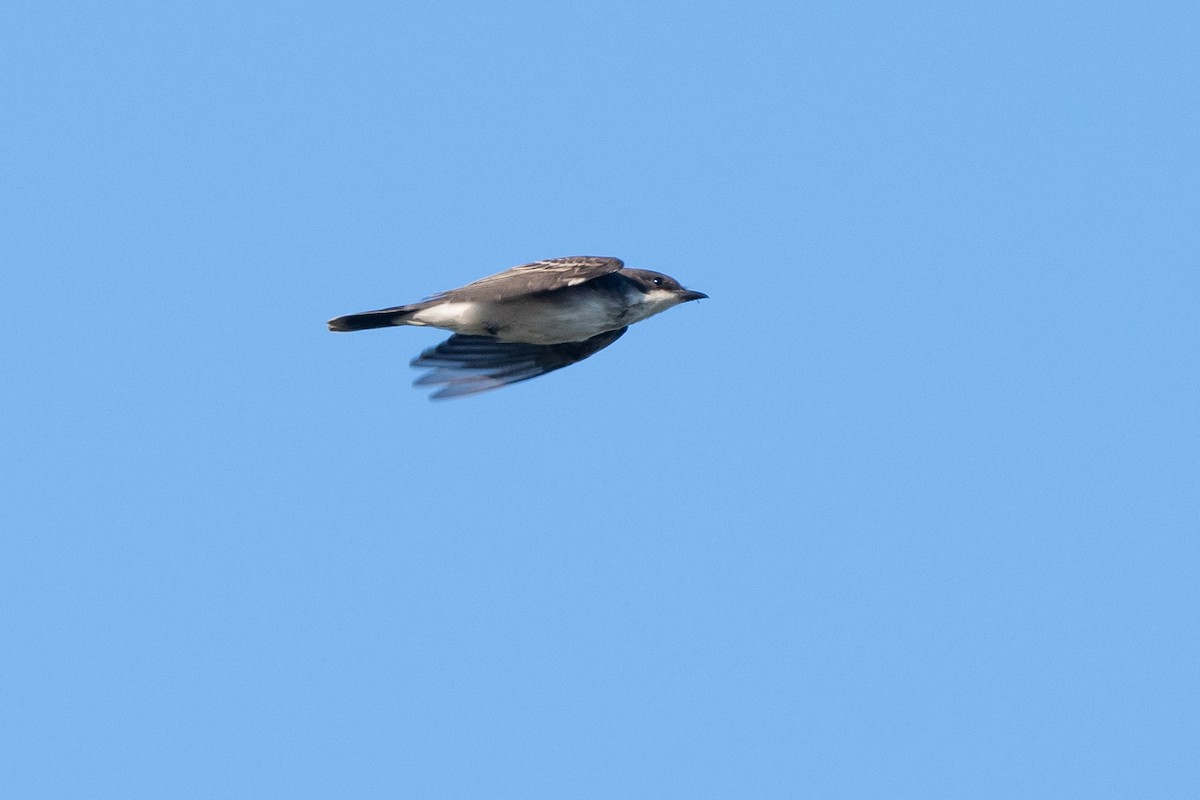 Eastern Kingbird - ML643221938