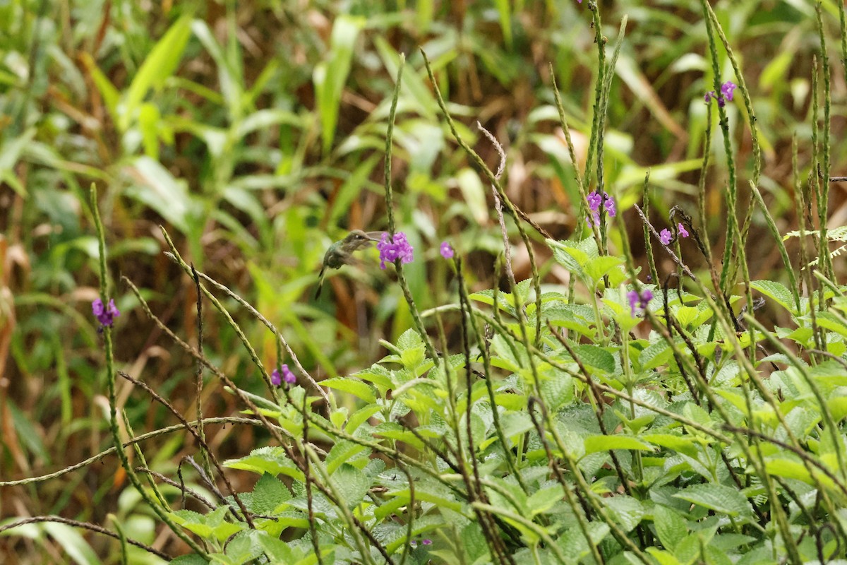 Marvelous Spatuletail - ML643221939