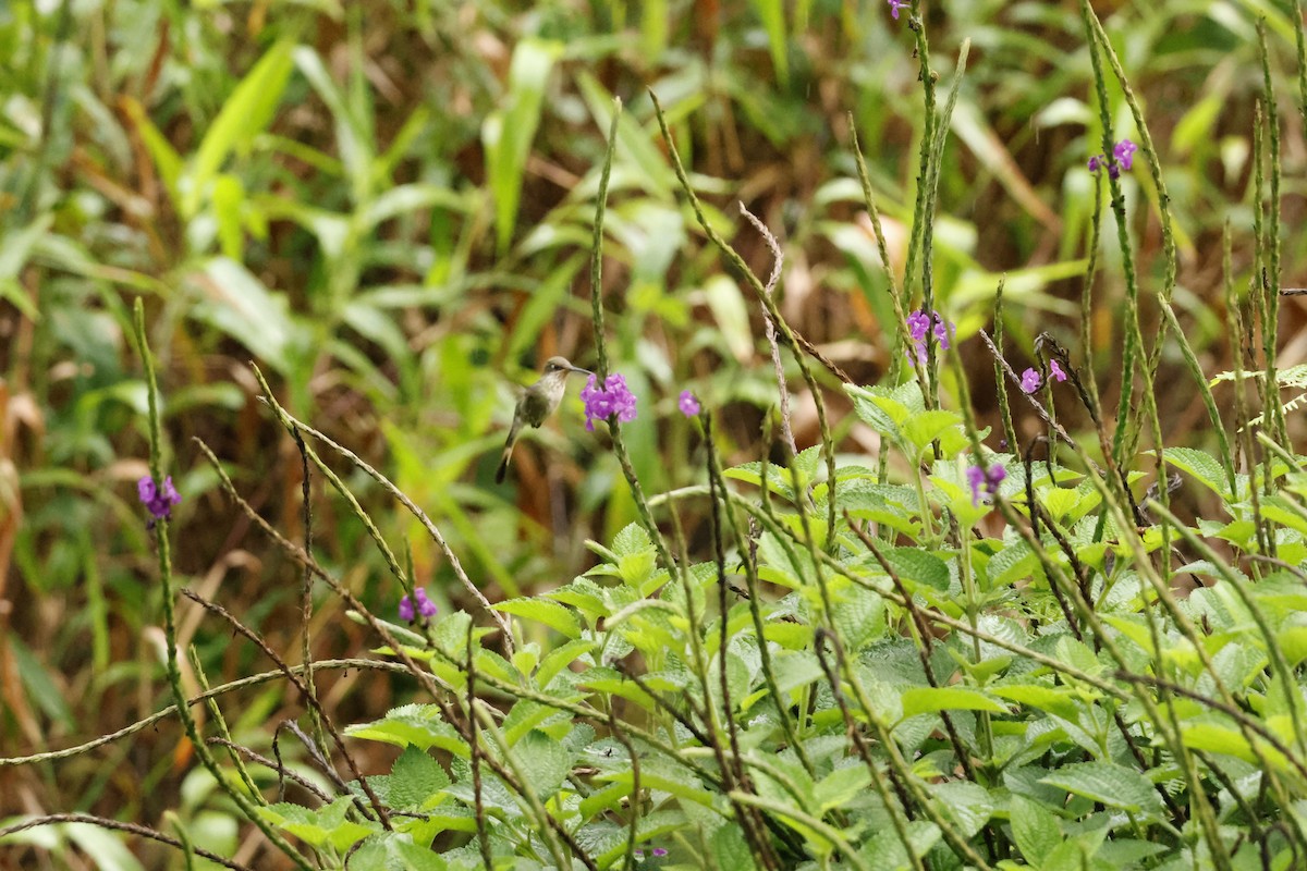 Marvelous Spatuletail - ML643221940
