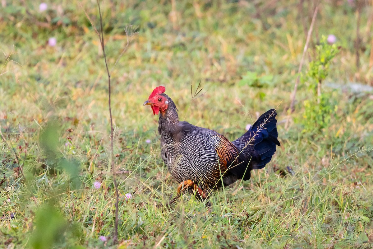 Gray Junglefowl - ML643221942