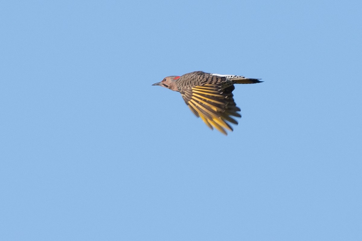 Northern Flicker - ML643221944