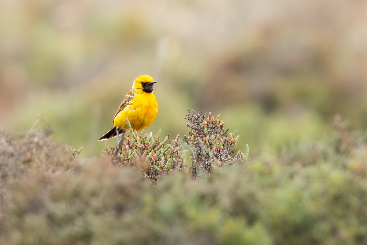 Orange Chat - ML643221945