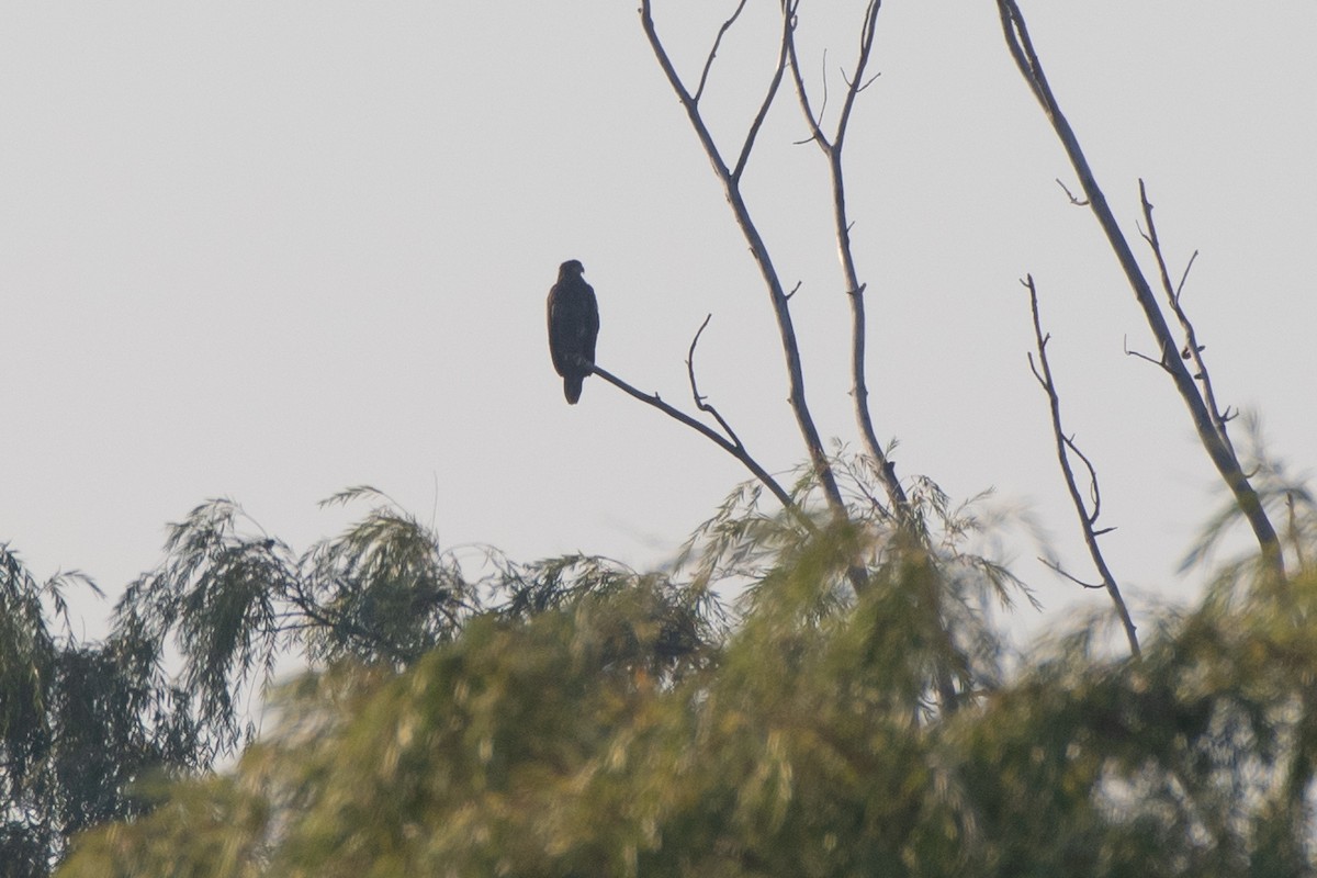Bald Eagle - ML643221946