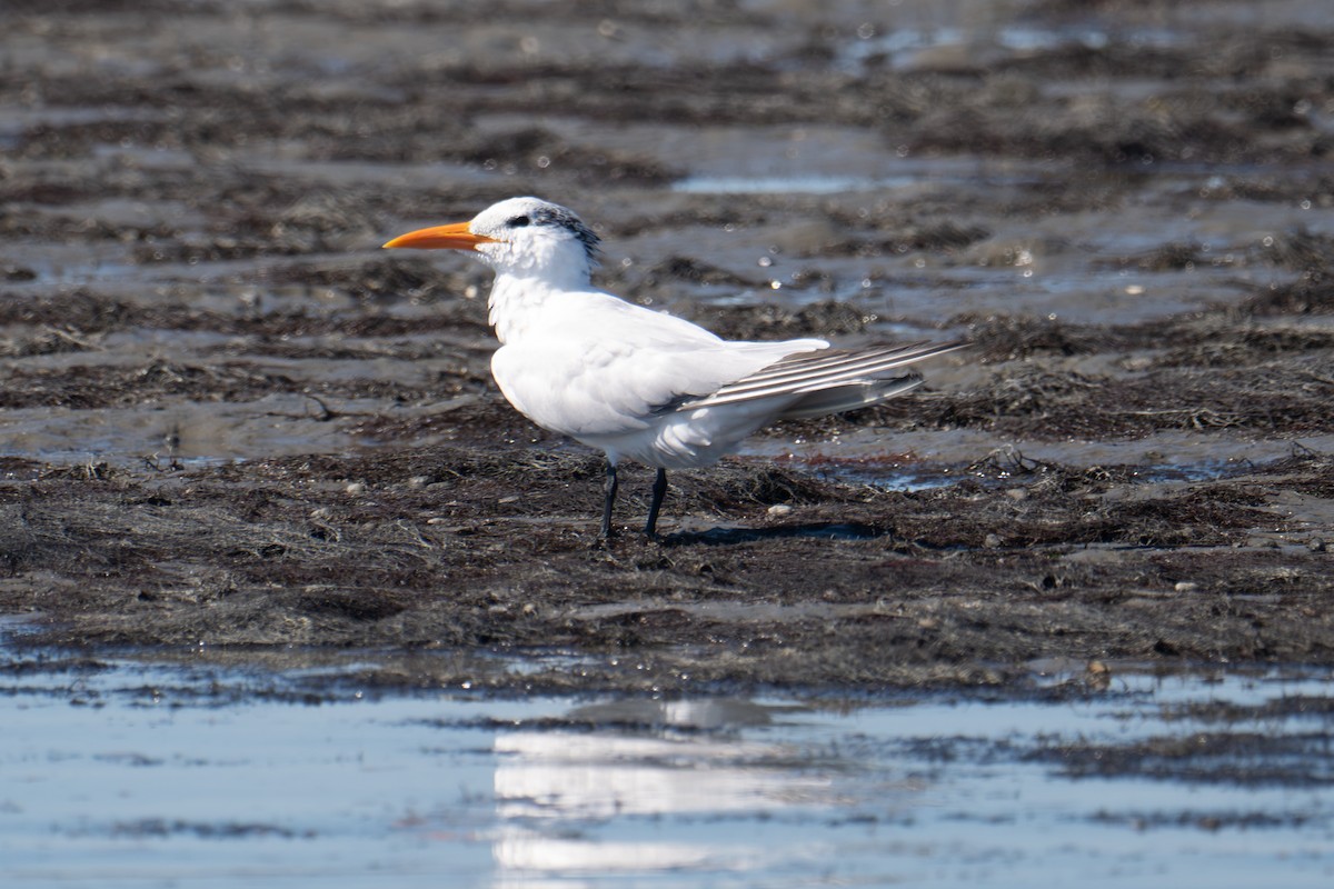 Royal Tern - ML643221949