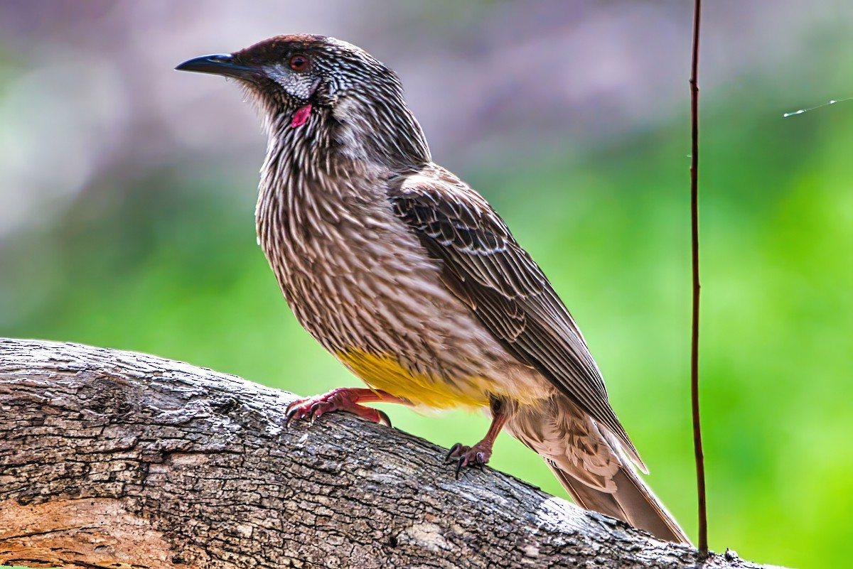 Red Wattlebird - ML643221950