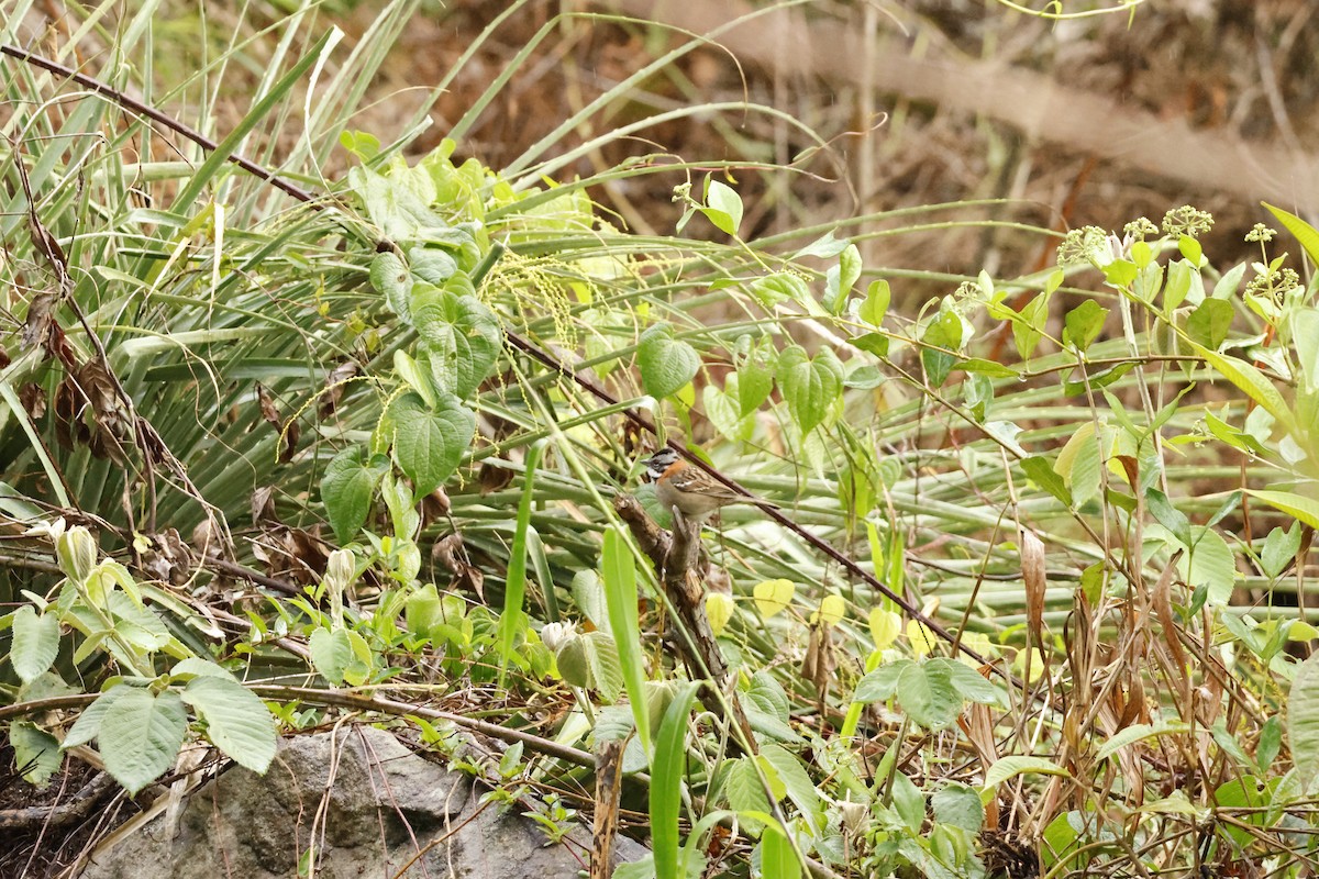Rufous-collared Sparrow - ML643221951
