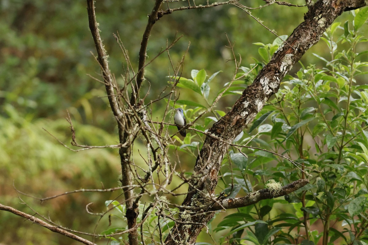 White-bellied Hummingbird - ML643221952