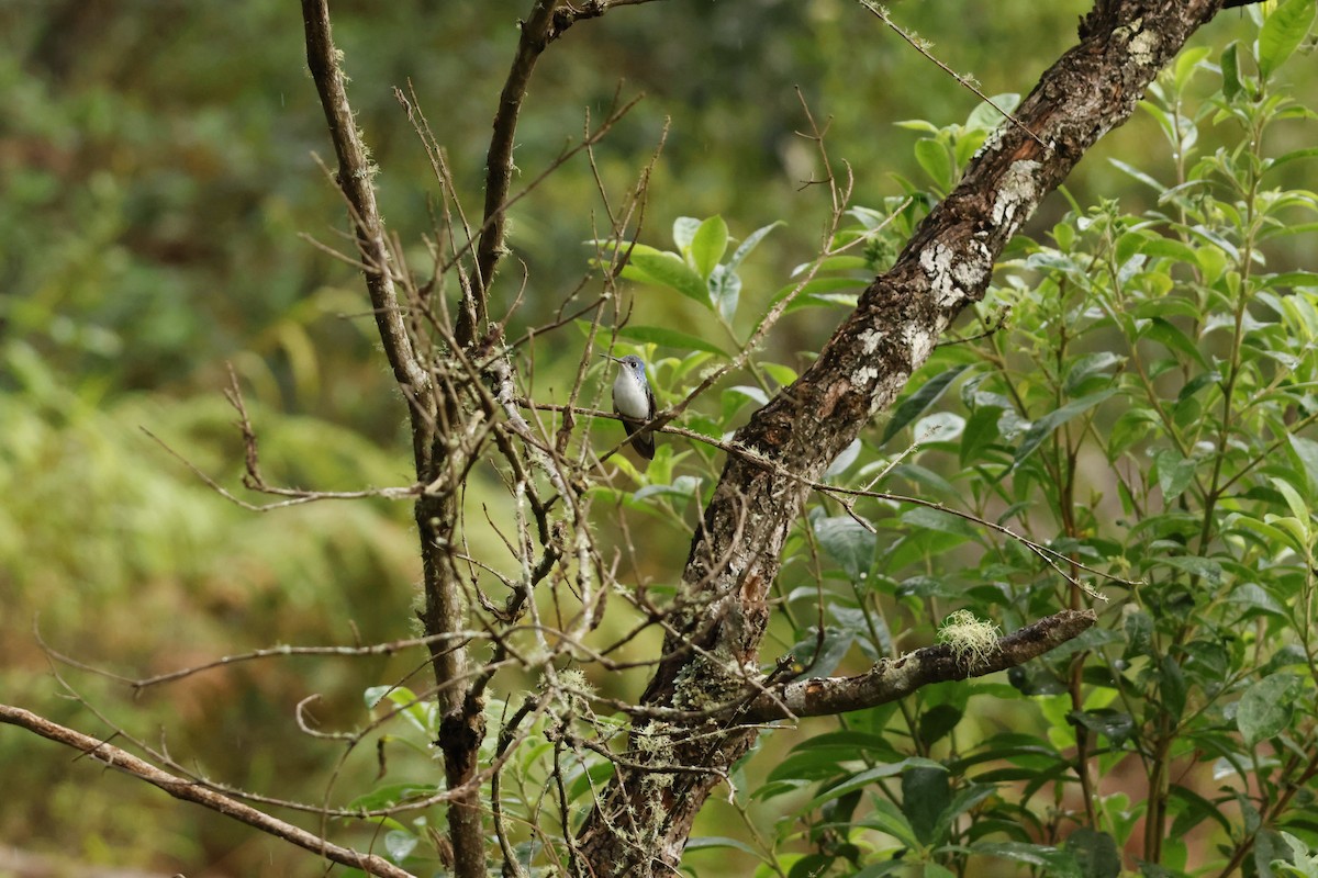 White-bellied Hummingbird - ML643221953