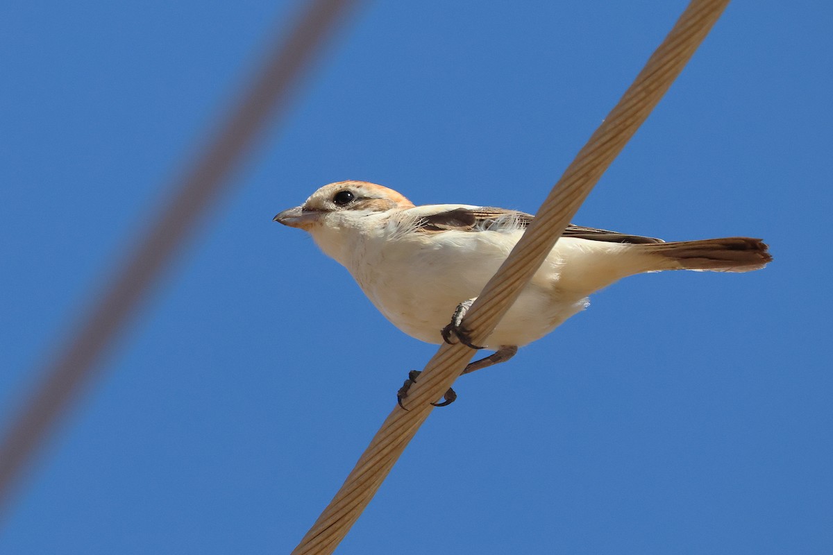 Averla capirossa - ML643221955