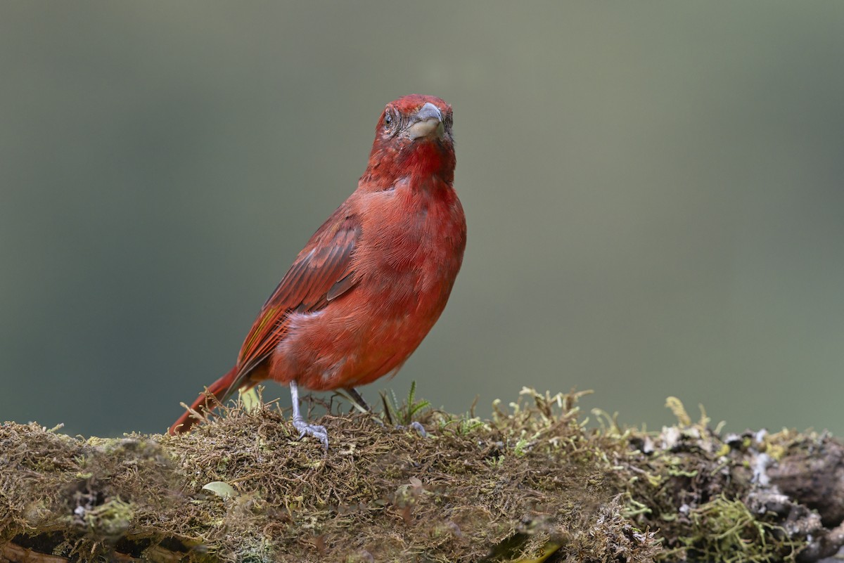 Hepatic Tanager - ML643221972