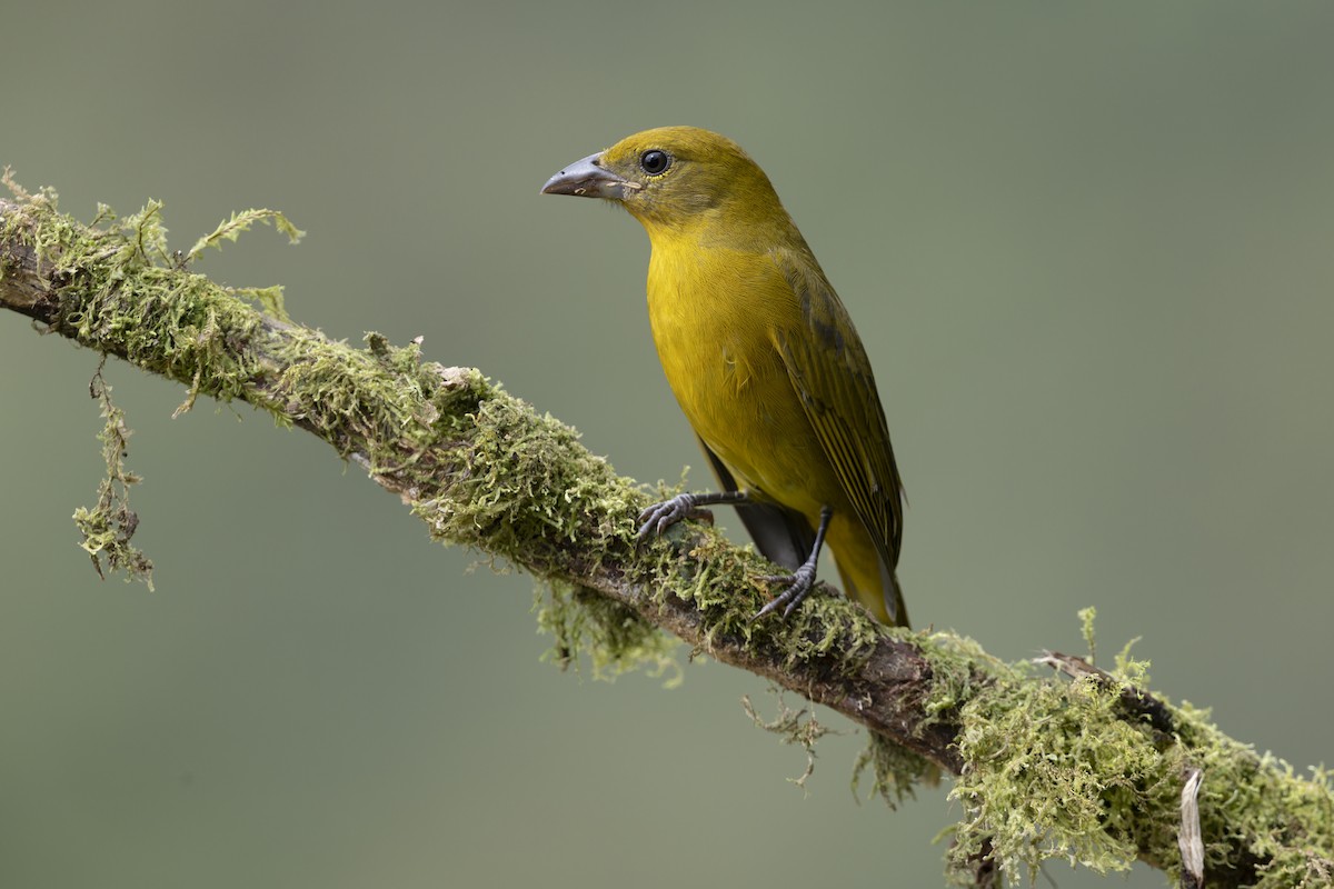Hepatic Tanager - ML643221975