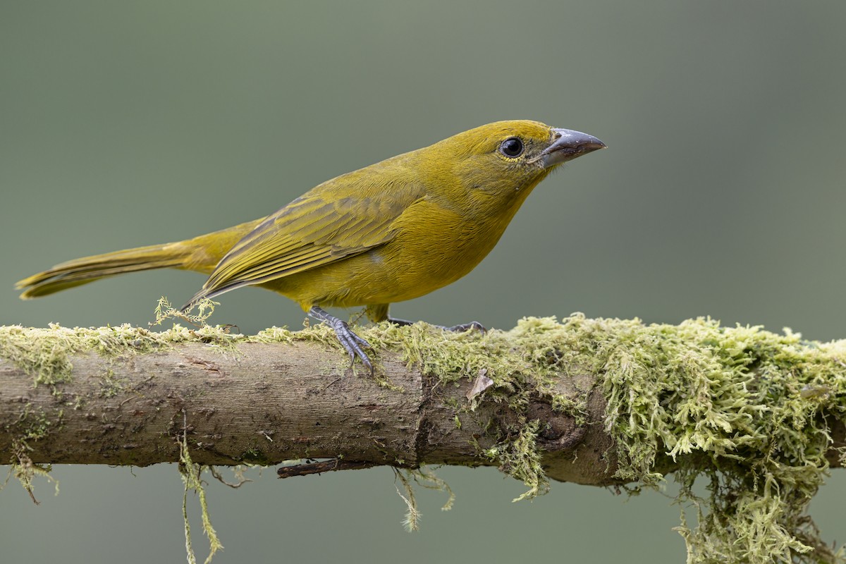 Hepatic Tanager - ML643221977
