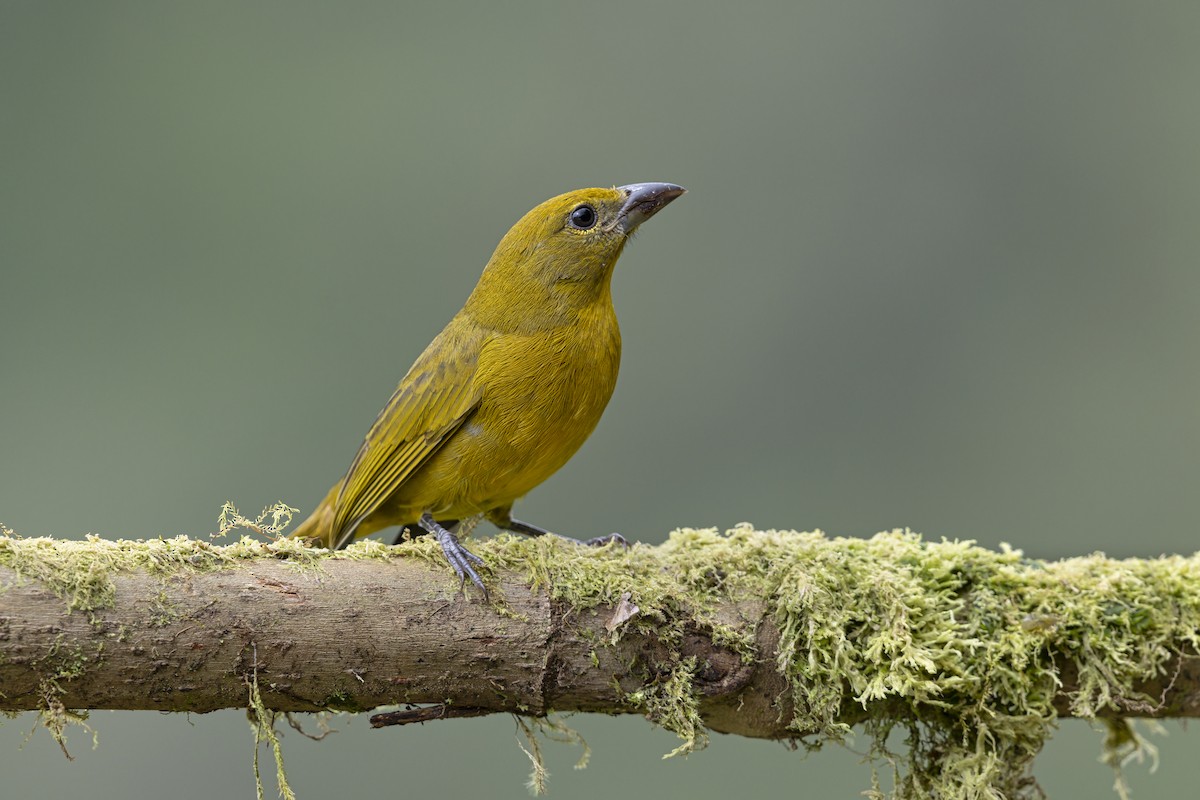 Hepatic Tanager - ML643221978