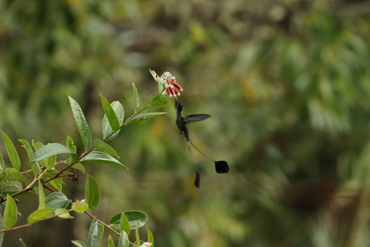 Marvelous Spatuletail - ML643222002