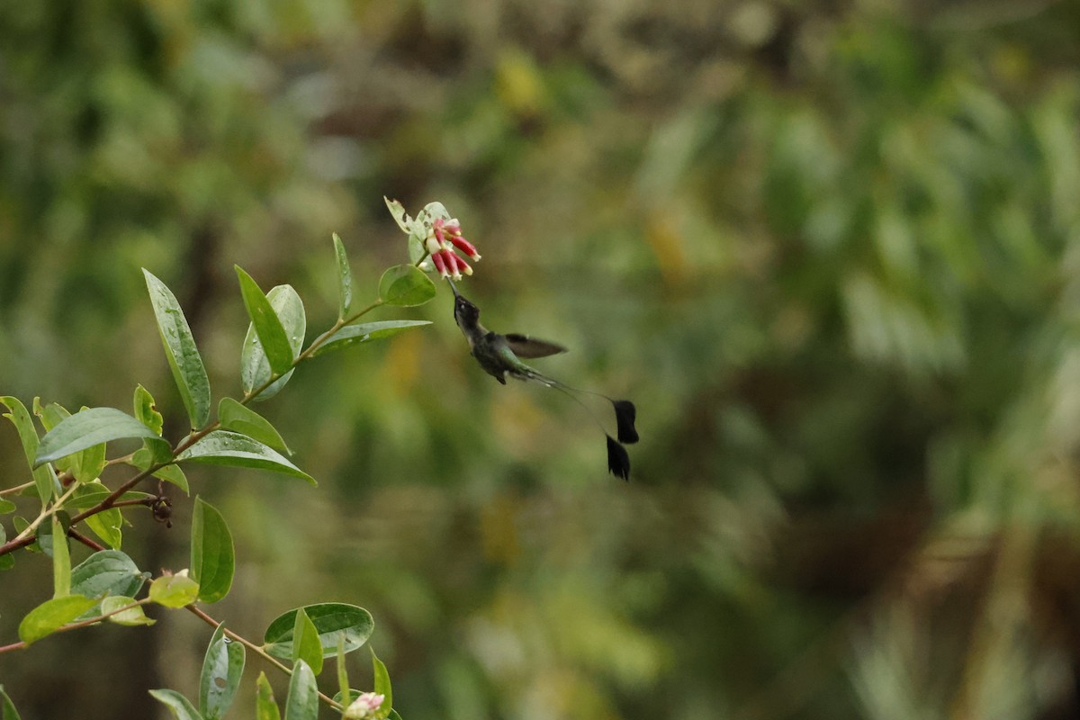 Marvelous Spatuletail - ML643222003