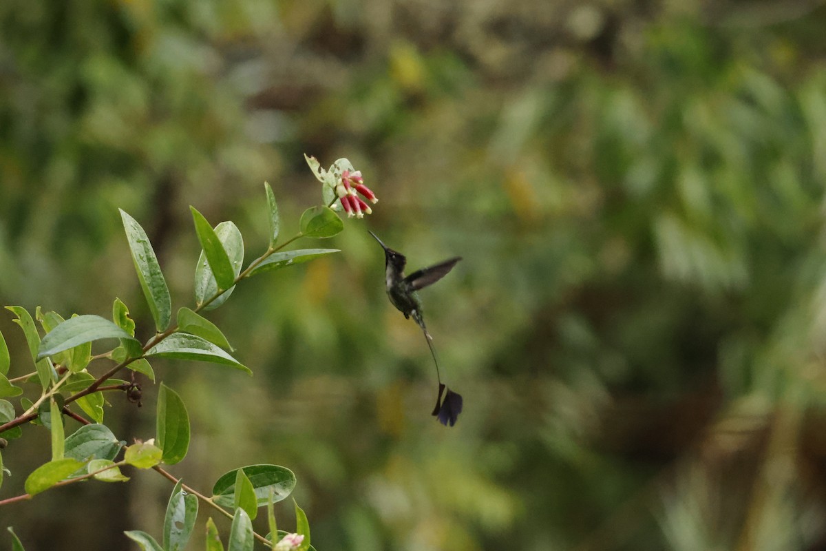 Marvelous Spatuletail - ML643222004