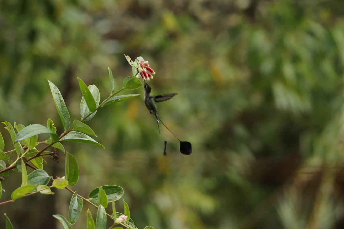 Marvelous Spatuletail - ML643222007
