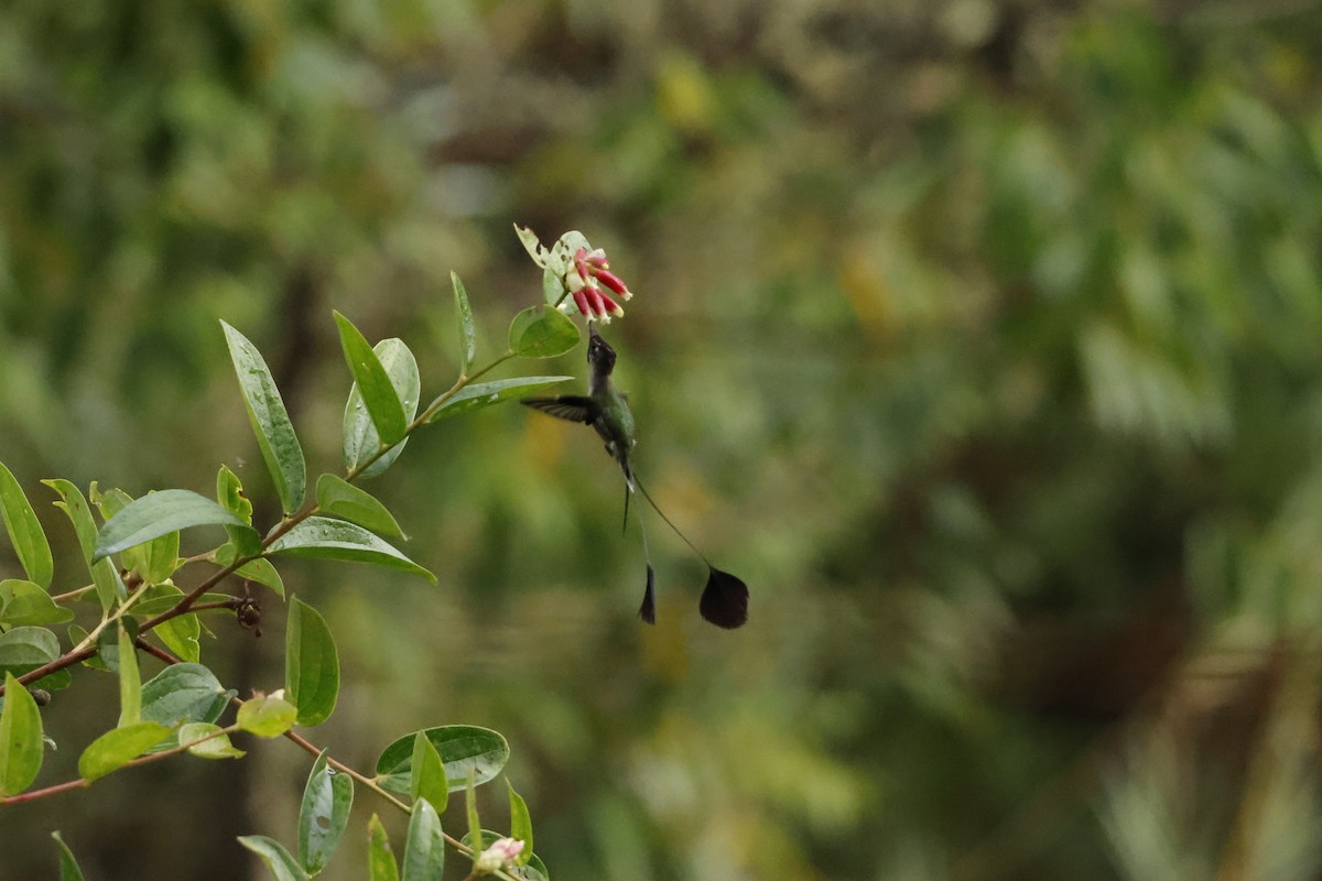 Marvelous Spatuletail - ML643222008