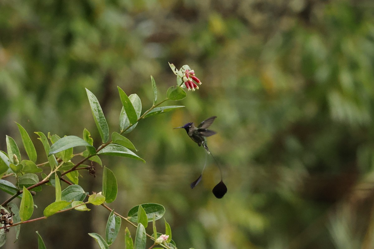 Marvelous Spatuletail - ML643222009