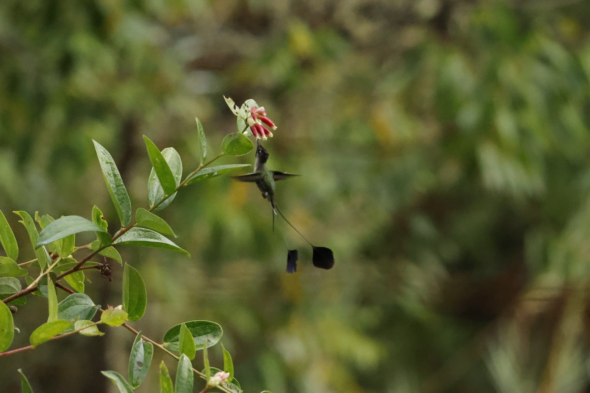 Marvelous Spatuletail - ML643222010