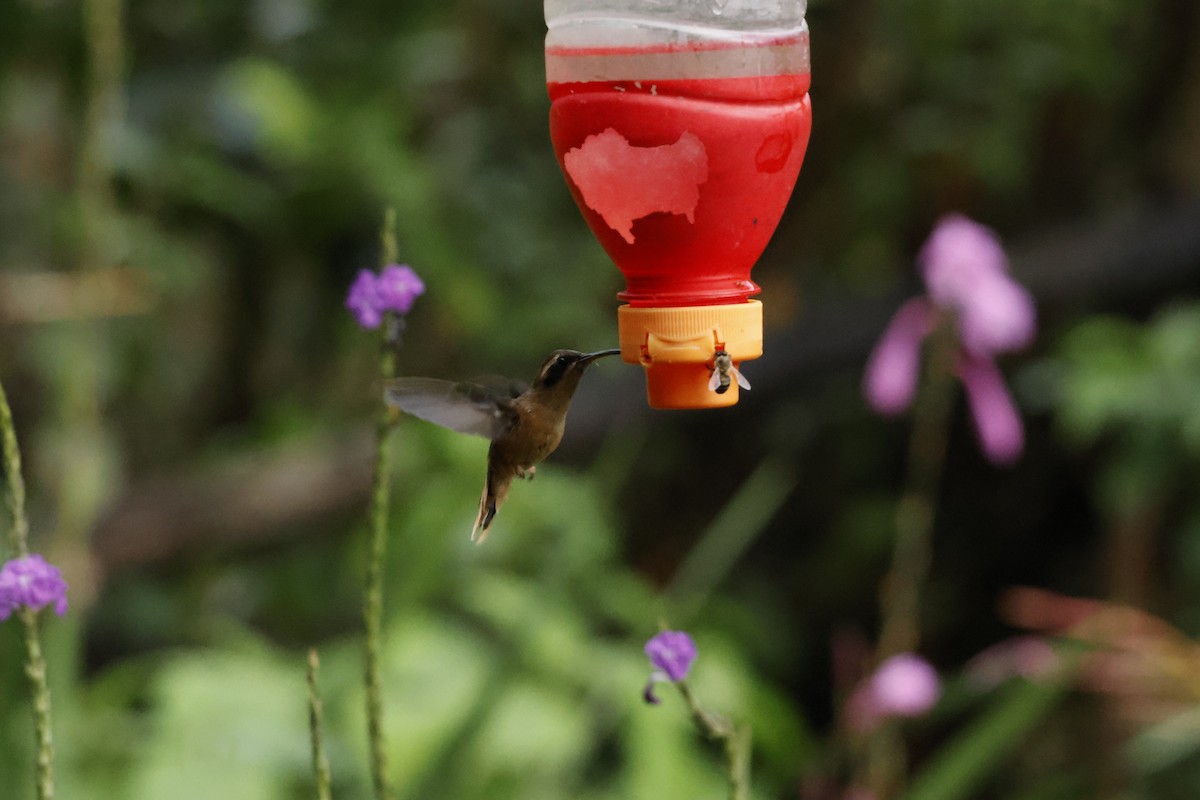 Gray-chinned Hermit - ML643222016