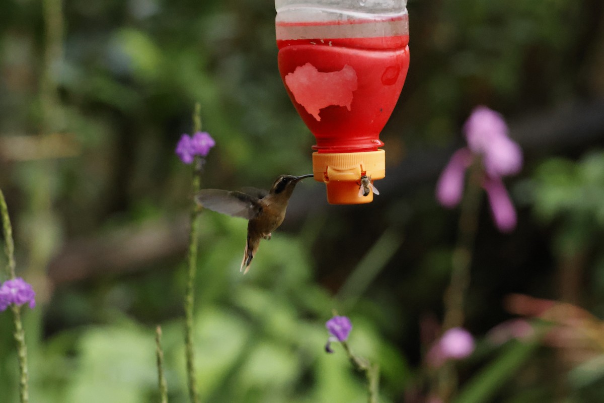 Gray-chinned Hermit - ML643222017