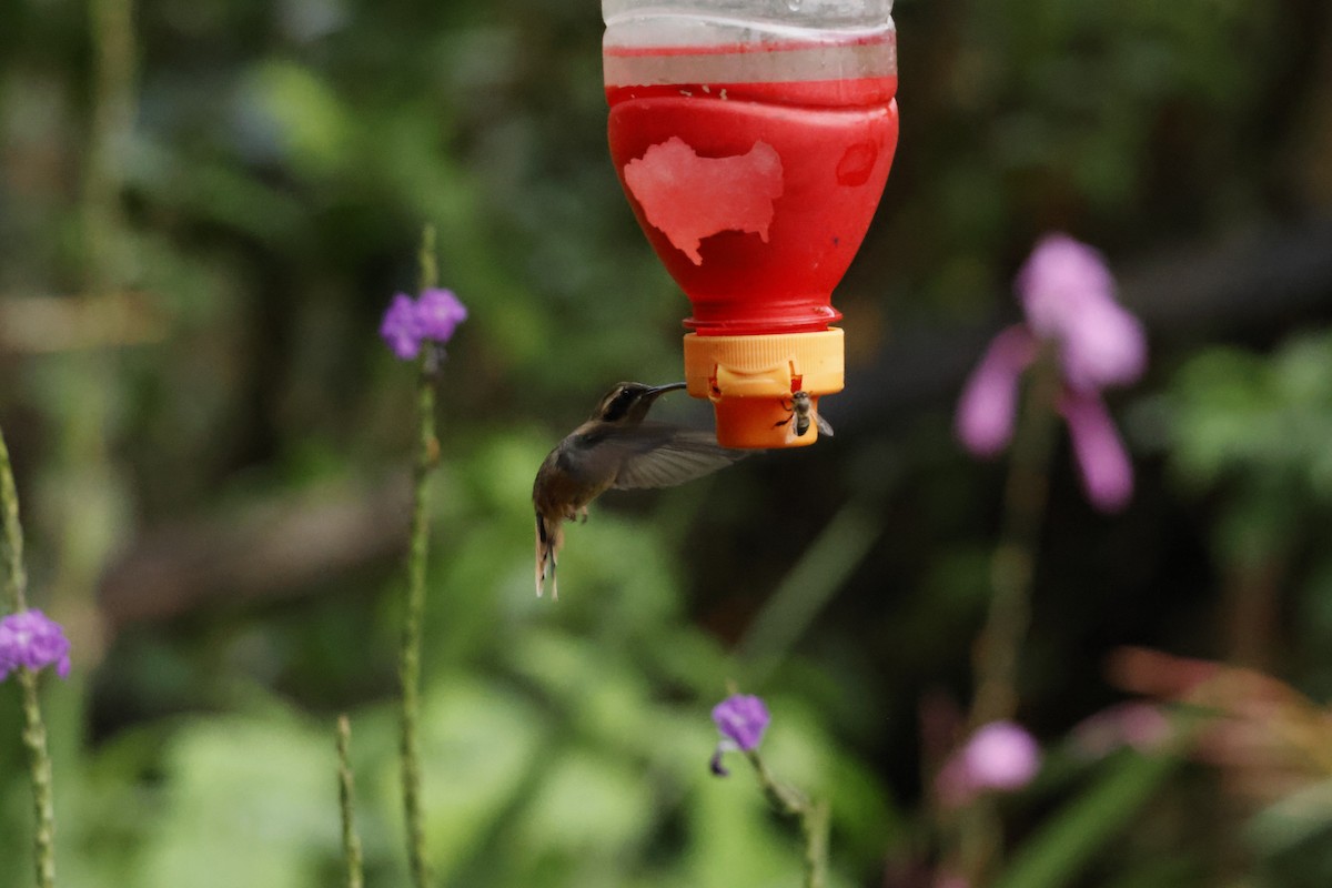 Gray-chinned Hermit - ML643222018