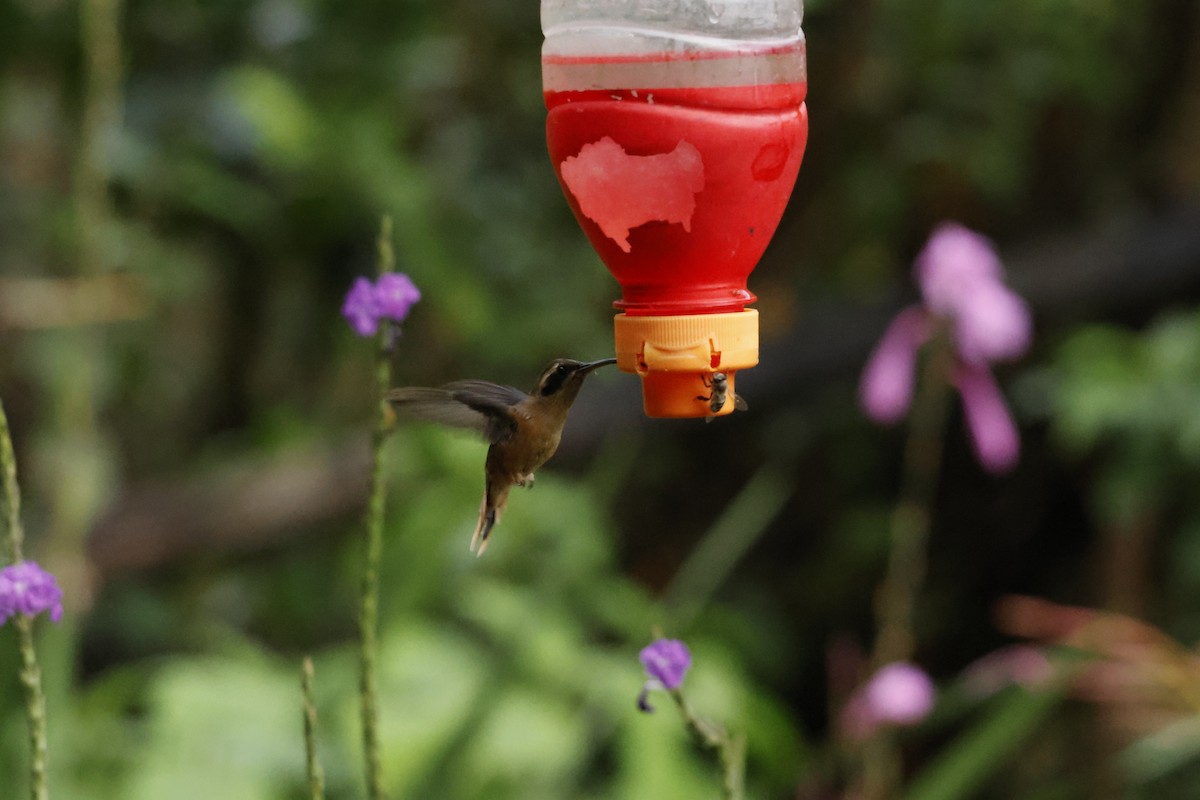 Gray-chinned Hermit - ML643222019