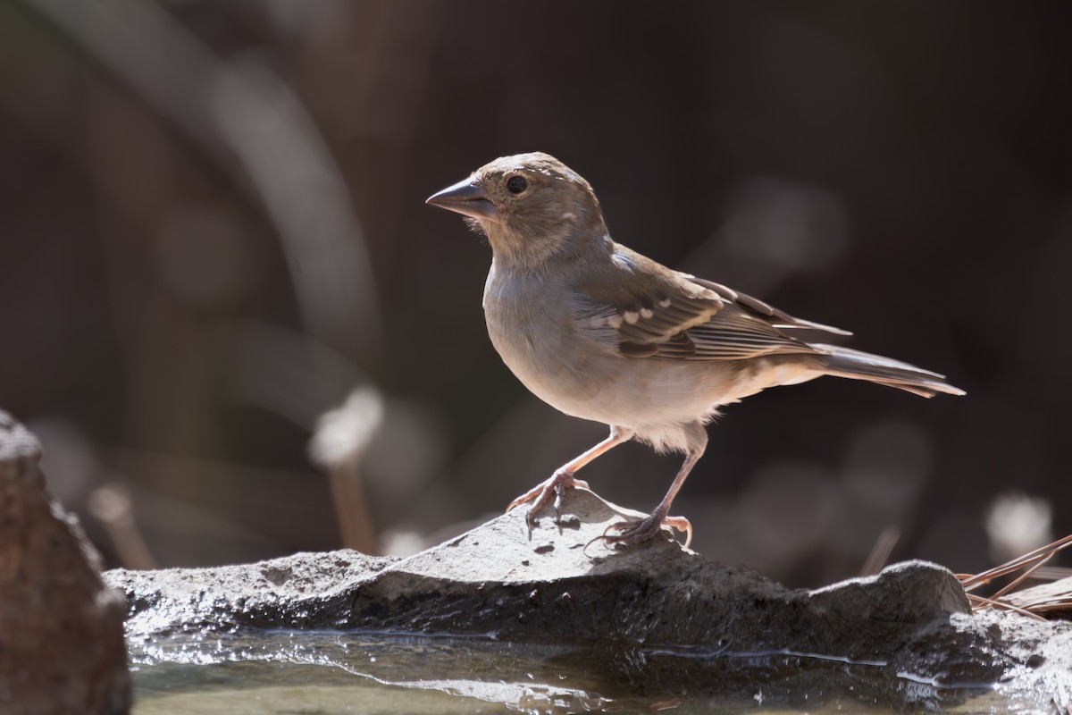 Tenerife Blue Chaffinch - ML643222021