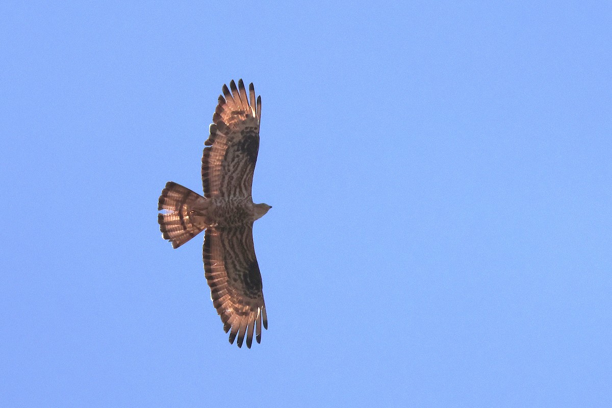 Liztorjale eurasiarra - ML643222023