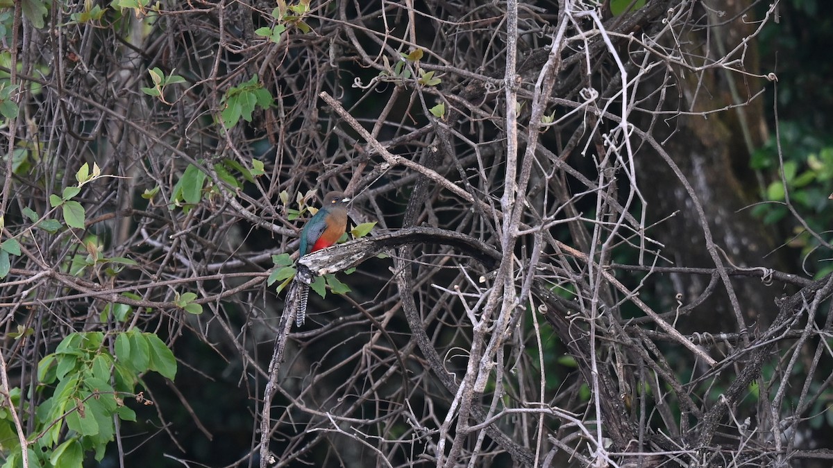 Bar-tailed Trogon - ML643222033