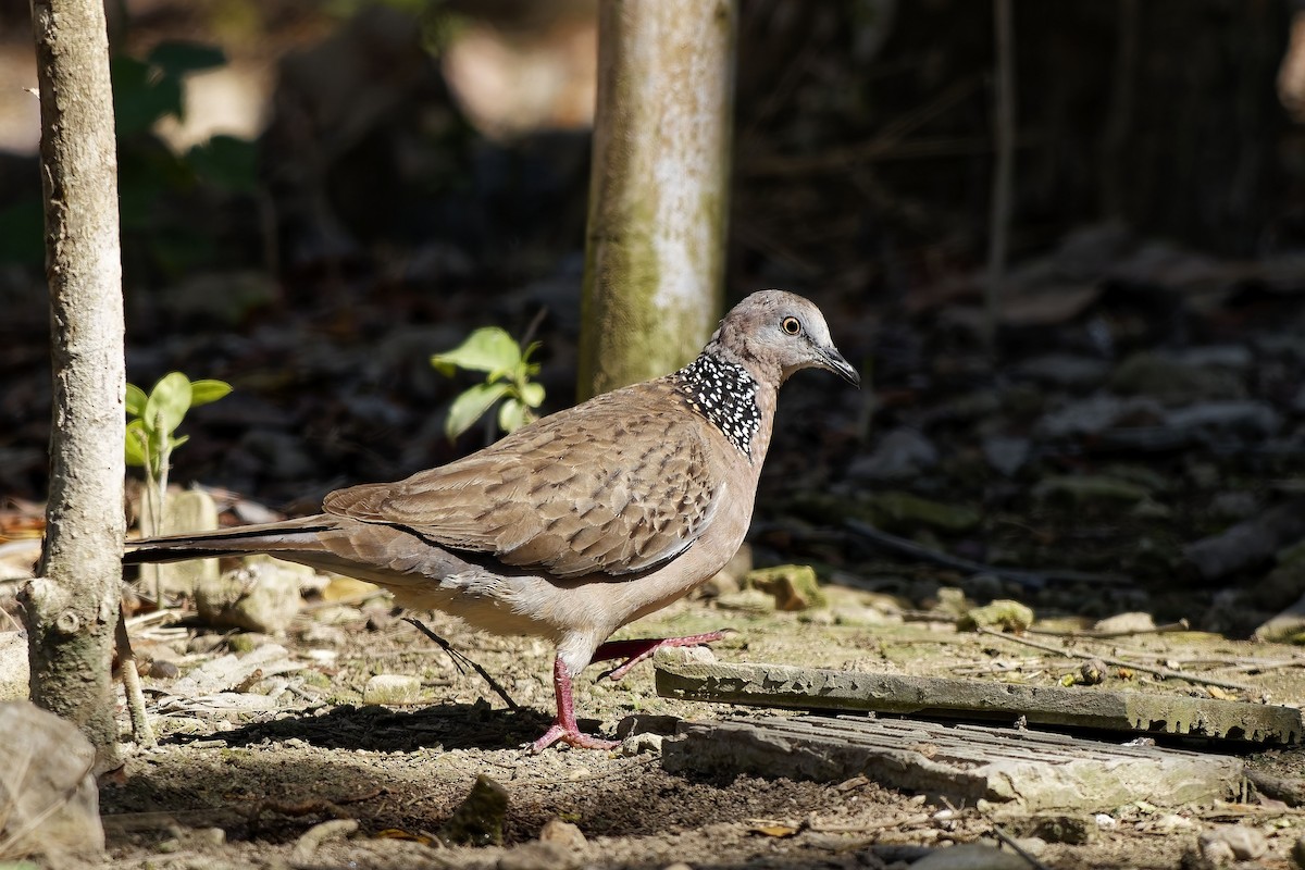 Spotted Dove - ML643222036