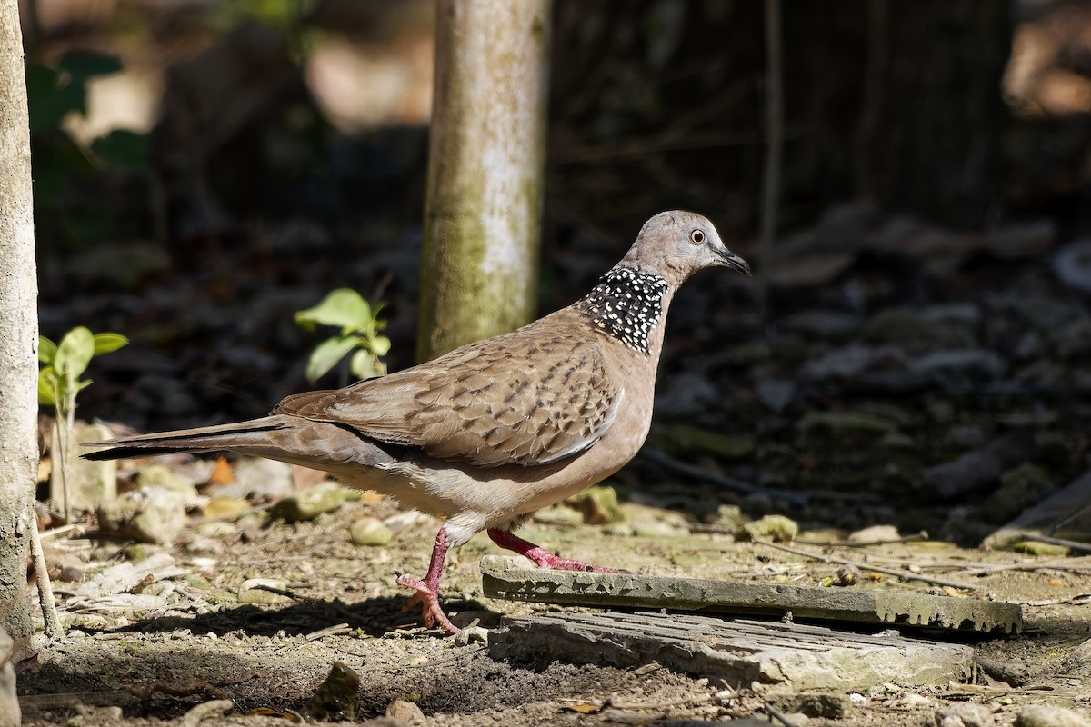 Spotted Dove - ML643222037