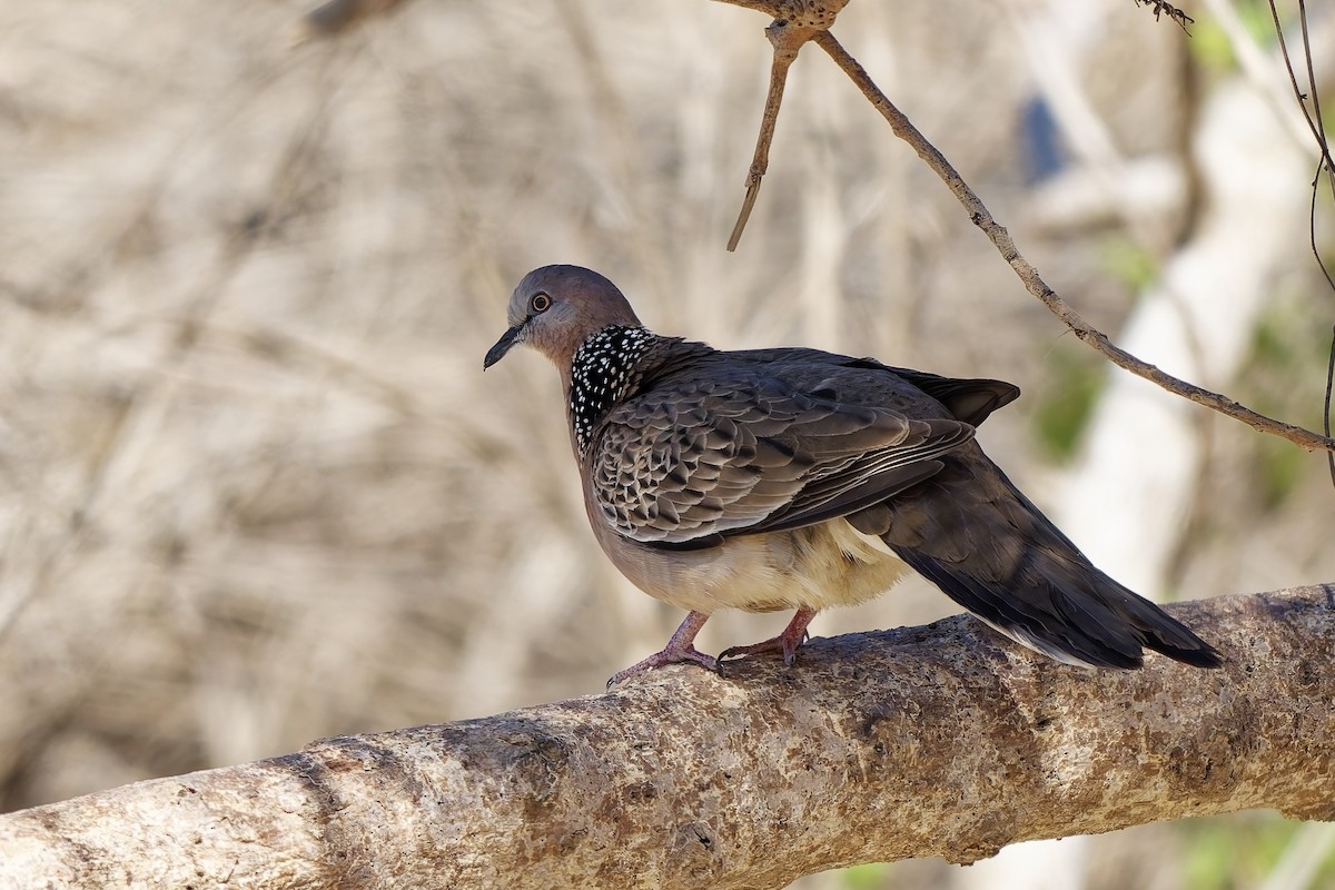 Spotted Dove - ML643222040