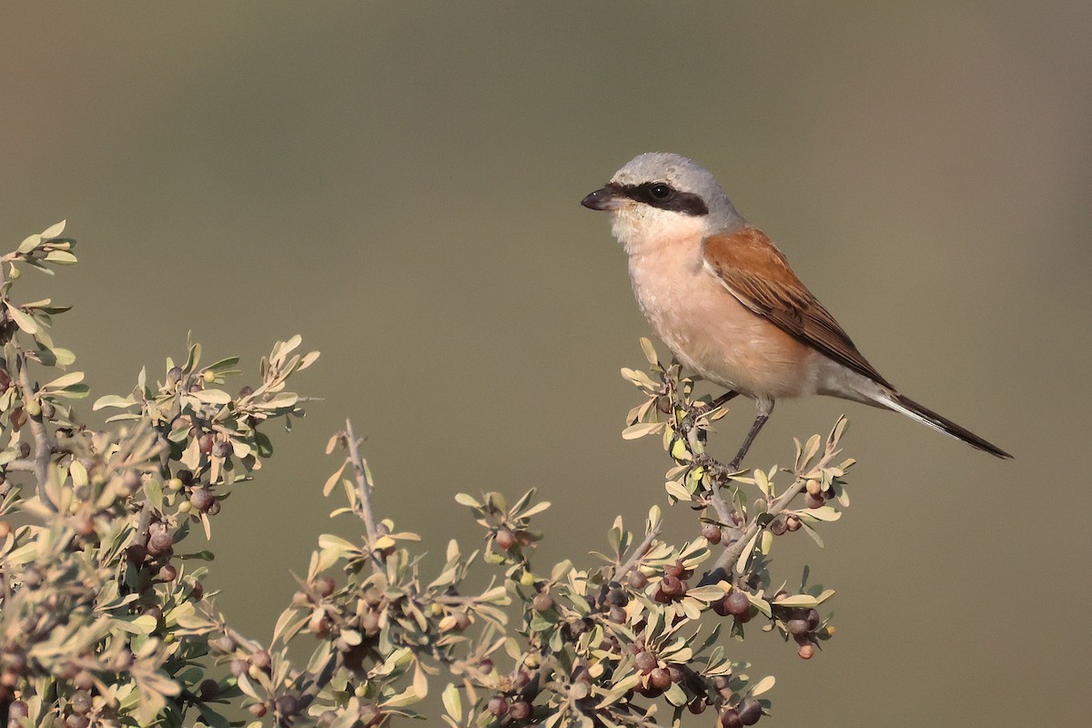 Antzandobi arrunta - ML643222042
