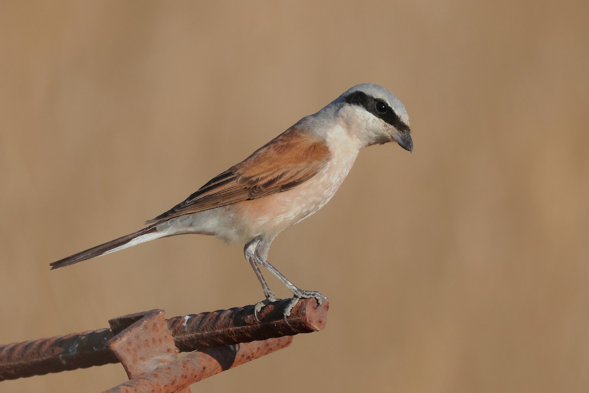 Antzandobi arrunta - ML643222046