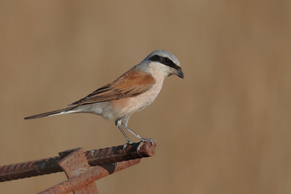 Antzandobi arrunta - ML643222048