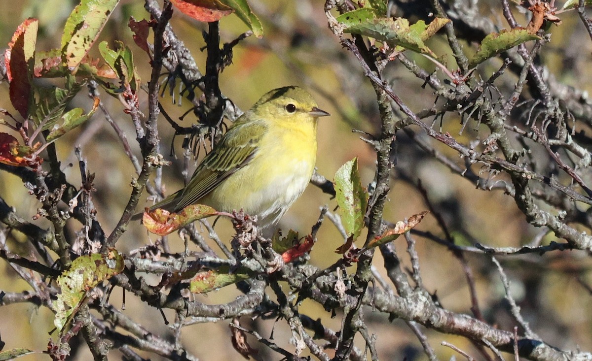 Tennessee Warbler - ML643222050