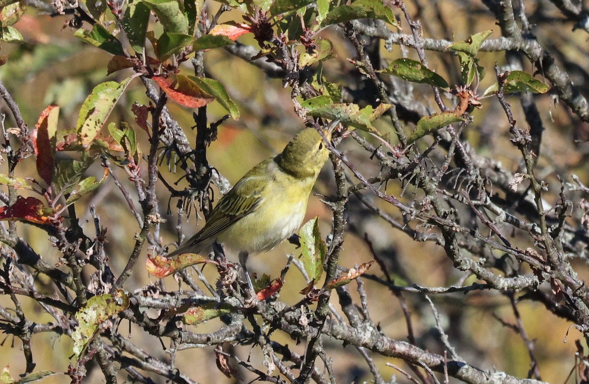 Tennessee Warbler - ML643222051