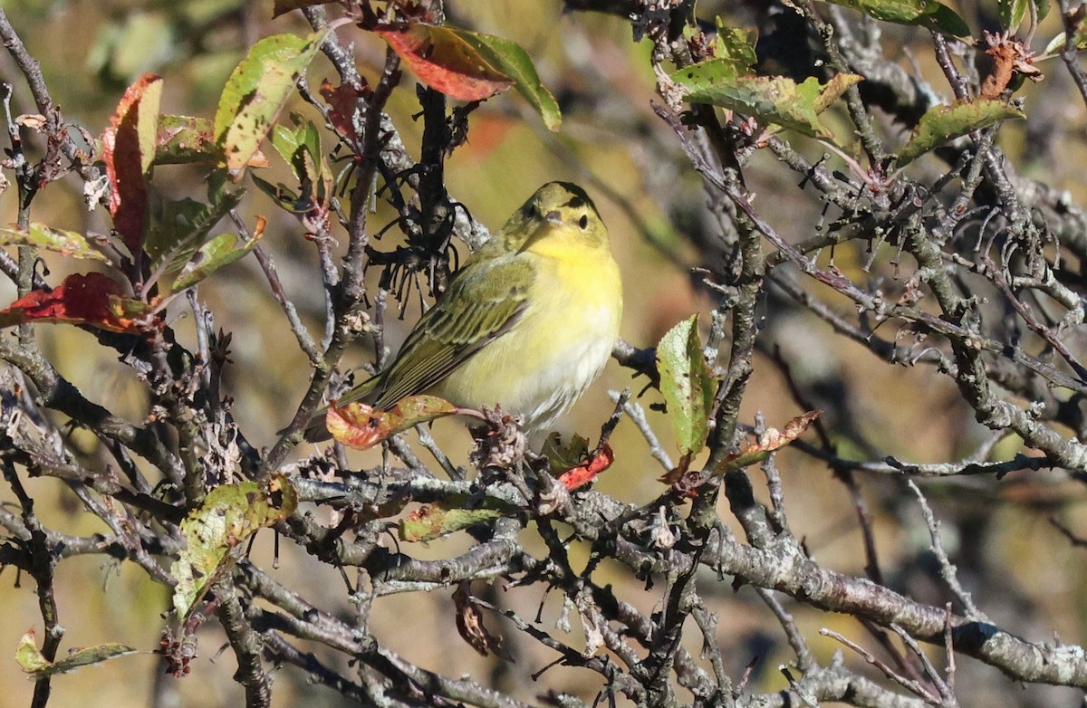 Tennessee Warbler - ML643222057