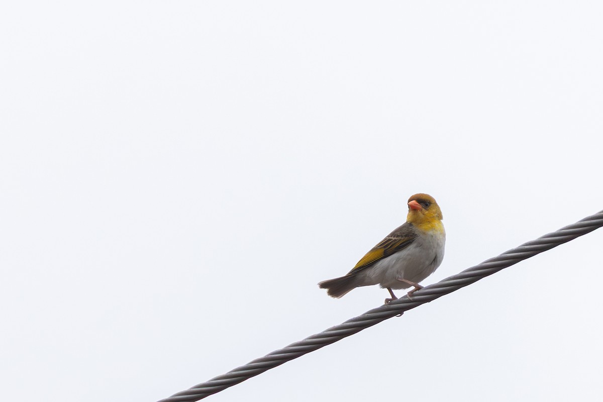 Red-headed Weaver - ML643222062