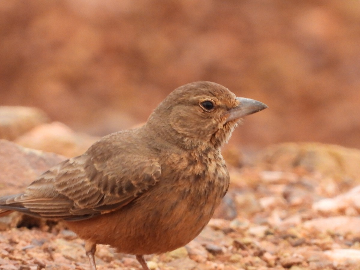 Ammomane à queue rouge - ML643222110