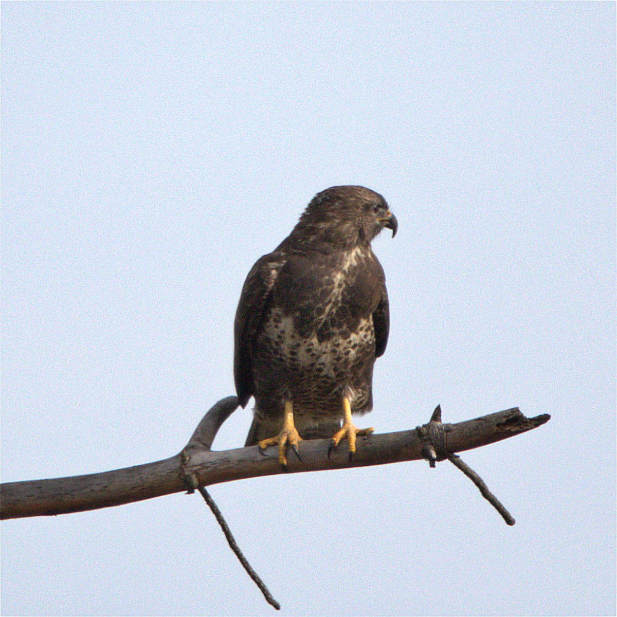 Buse variable - ML643222111