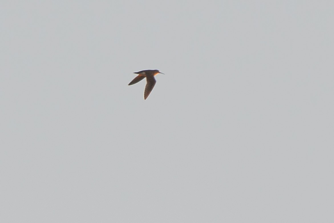 Bécasseau à poitrine cendrée - ML643222122